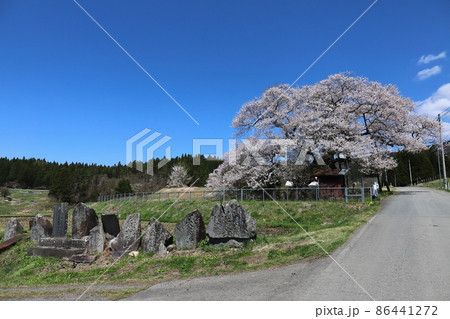 岩手　奥州市　梁川のエドヒガン（種蒔桜） 86441272