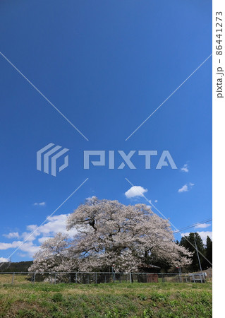 岩手 奥州市 梁川のエドヒガン(種蒔桜) 岩手 奥州市 梁川のエドヒガン(種蒔桜) 86441273