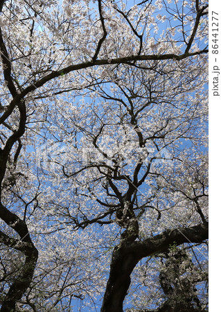 岩手　奥州市　梁川のエドヒガン（種蒔桜） 86441277