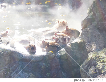 湯けむりにつつまれた露天風呂のカピバラ 湯けむりにつつまれた露天風呂のカピバラ 86441403