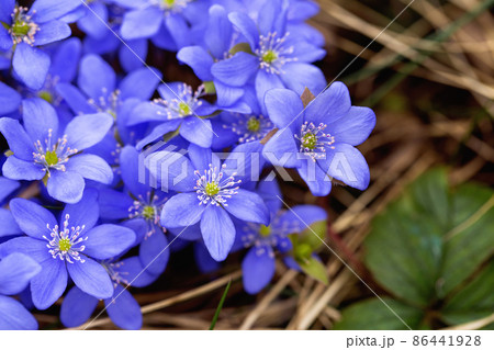 Liverwort spring flowers macro Liverwort spring flowers macro 86441928