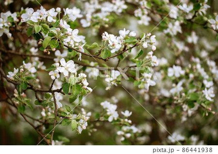 Tree in a garden blooming in spring 86441938