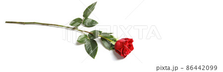 Beautiful red rose. Congratulatory background by St. Valentine's Day 86442099