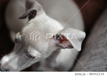 イタリアングレーハウンドの子犬の耳 86442234