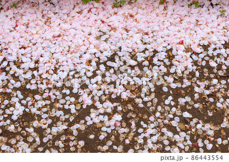 地面に落ちた沢山の桜の花びらの写真素材 [86443554] - PIXTA