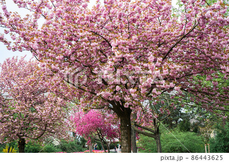 Beautiful bink sakura tree in blossom during spring time in a park. Natural backgorund 86443625