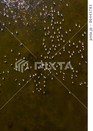 Aerial of pink flamingoes in Korission Lake in Greece 86443783
