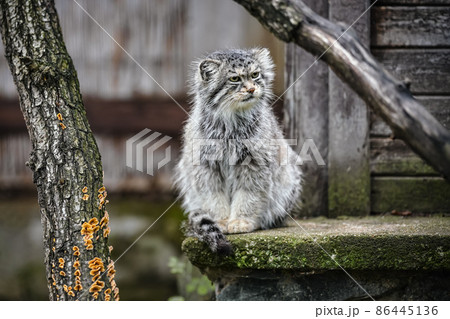 Pallas's cat - Otocolobus manul - resting on stone porch 86445136
