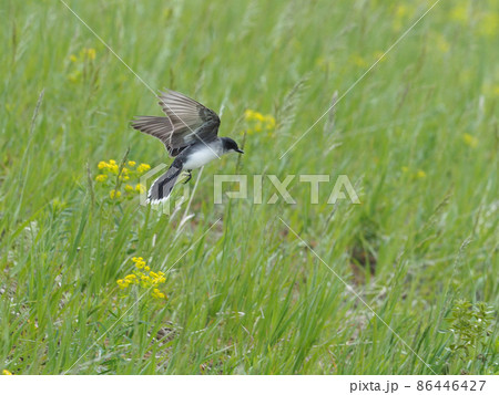 草原で虫を追い羽ばたくオウサマタイランチョウ 草原で虫を追い羽ばたくオウサマタイランチョウ 86446427