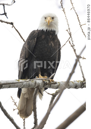 bald eagle bird bald eagle bird 86446970