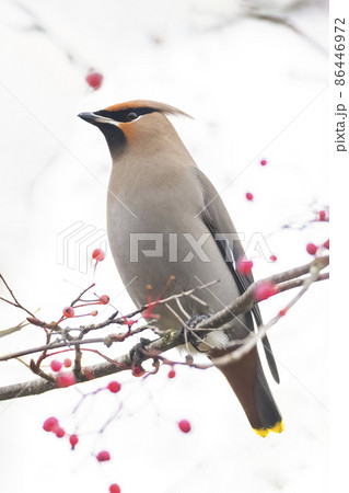Bohemian Waxwing bird 86446972