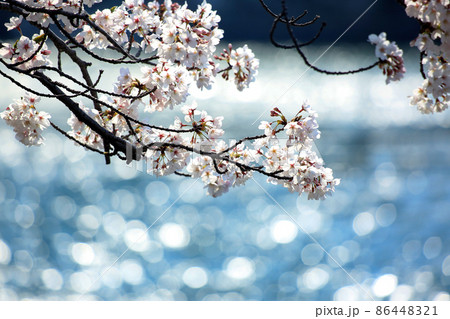 春の大阪　川辺に咲く満開の桜 86448321