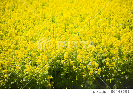 一面に咲く満開の菜の花　 86448591