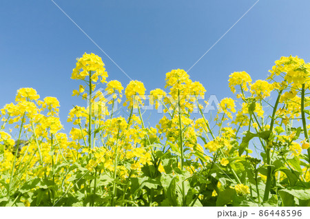 菜の花の近接撮影 86448596