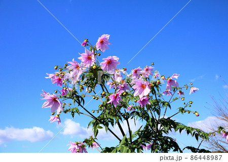 皇帝ダリアの花 皇帝ダリアの花 86448987
