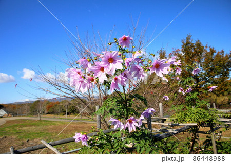 皇帝ダリアの花 86448988