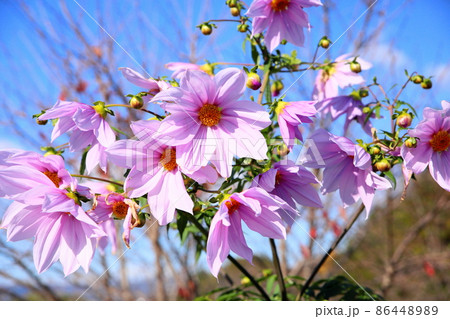 皇帝ダリアの花 皇帝ダリアの花 86448989