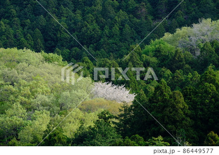 早春の山　新緑とさくら 86449577