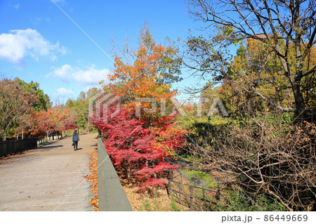 秋の公園 色づく木々 秋の公園 色づく木々 86449669