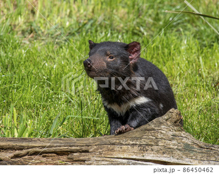 タスマニアデビル 86450462