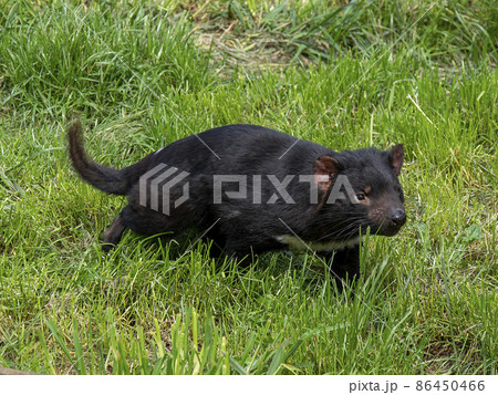 走るタスマニアデビル 走るタスマニアデビル 86450466