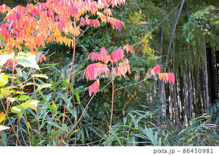 秋の公園 紅葉ウルシの葉 秋の公園 紅葉ウルシの葉 86450981