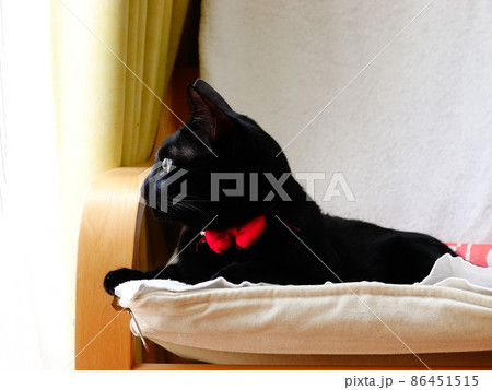 ソファーでくつろぐ「黒ネコ」 ソファーでくつろぐ「黒ネコ」 86451515
