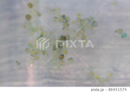人口産卵床に産みつけられた日本メダカの卵をマクロ接写撮影。 86451574