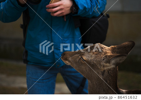 人に近づく鹿の写真素材 [86451632] - PIXTA