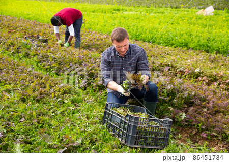 Workers harvest red mitzuna on farm field Workers harvest red mitzuna on farm field 86451784