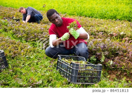 Male farmer peeling and collects red mizuna in a box Male farmer peeling and collects red mizuna in a box 86451813