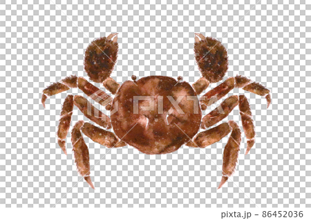 モクズガニ モクズガニ 86452036