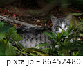 草むらに隠れた猫 86452480