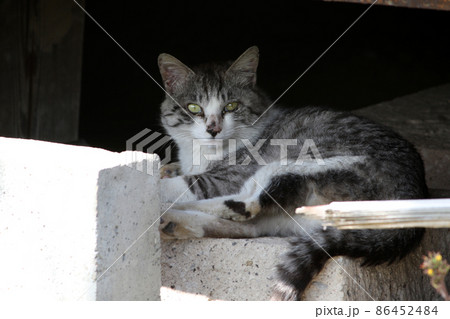 軒下でのんびりしている灰色の猫 86452484