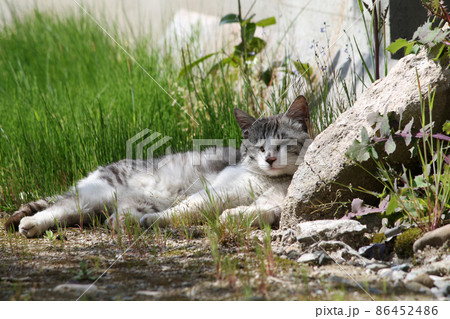 日向ぼっこしながらリラックス中の猫 日向ぼっこしながらリラックス中の猫 86452486