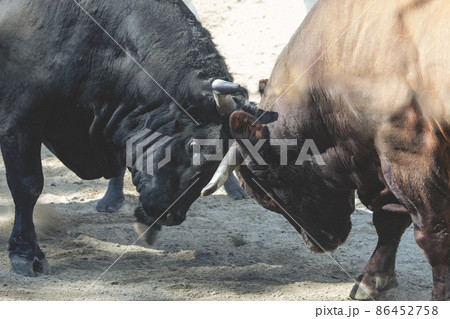 はっけよい 86452758