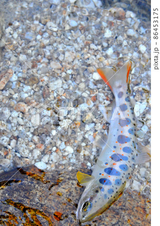 パーマーク、朱点がはっきりと浮き出た木曽川支流与川のアマゴ 86453175