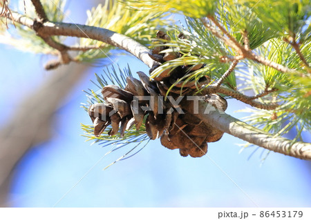 大きな松の実(松ぼっくり) 大きな松の実(松ぼっくり) 86453179