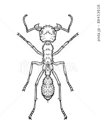 Ant. Vector illustration in graphic style isolated on white background. 86453616