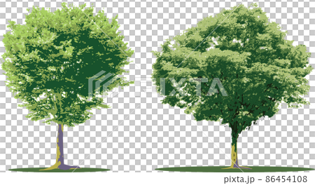 Tree / tree set Tree / tree set 86454108