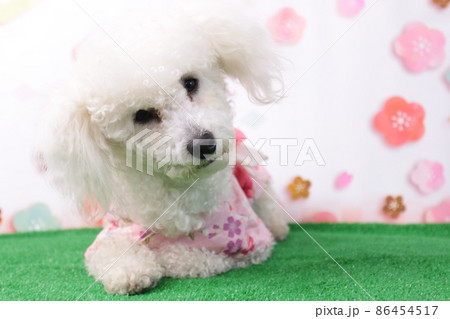 トイプードルのベイリーちゃんおひなさま気分でモデルさんになったら可愛いくポーズ トイプードルのベイリーちゃんおひなさま気分でモデルさんになったら可愛いくポーズ 86454517
