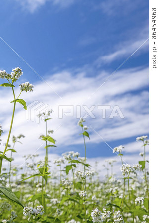 そばの花（蒜山高原） 86454968