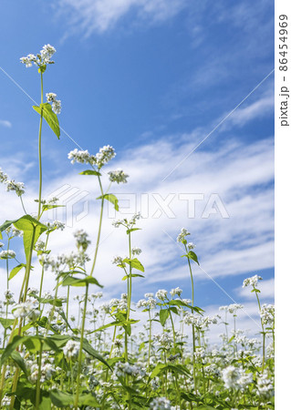 そばの花(蒜山高原) そばの花(蒜山高原) 86454969