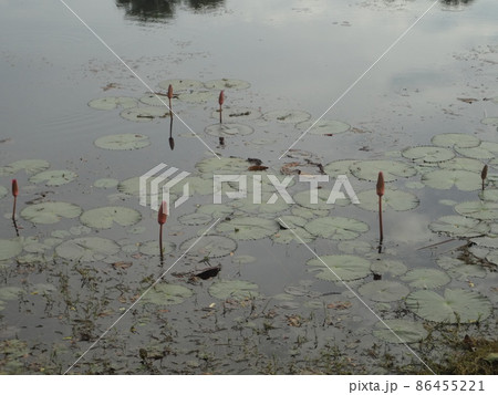 アンコールワット　世界遺産　カンボジア 86455221