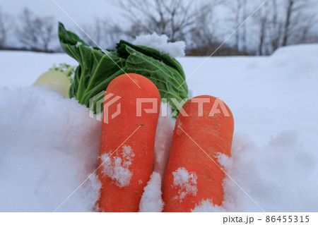 雪下野菜 雪中保存 イメージ 雪下野菜 雪中保存 イメージ 86455315