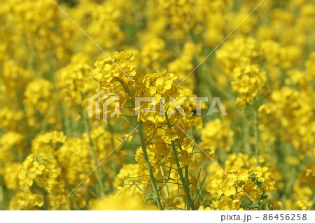 春満開、黄色い花がかわいい菜の花畑を撮影 春満開、黄色い花がかわいい菜の花畑を撮影 86456258