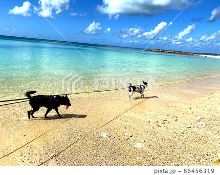 海と犬 海と犬 86456319