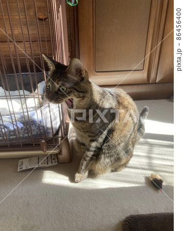 大きなあくびをするキジトラの猫ちゃんです。 大きなあくびをするキジトラの猫ちゃんです。 86456400