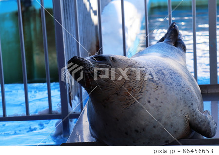 オホーツク特借センターのアザラシ 86456653