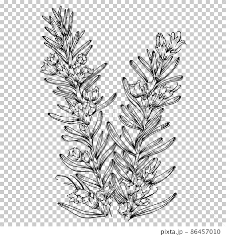 迷迭香手繪線條藝術插圖 迷迭香手繪線條藝術插圖 86457010